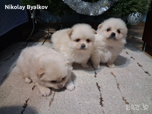 продавам малки кученца 2 момчета и 1 момиче Шпиц померан , снимка 6 - Ветеринари и услуги - 52885712