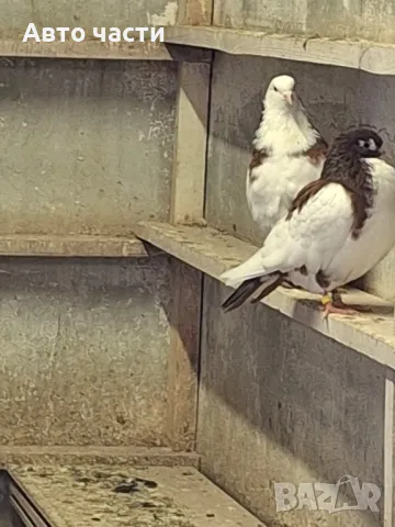 пазарджишки гълаби на хвърче не, снимка 18 - Гълъби - 48931184