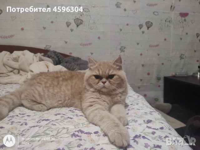 Британски котенца , снимка 3 - Британска късокосместа - 52506056