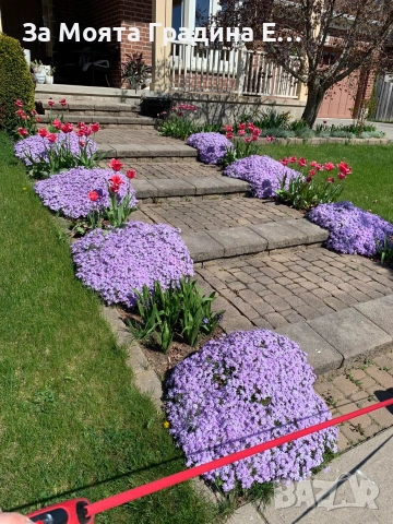 Флокс - 6 цвята /Почвопокривен и каскаден, снимка 13 - Градински цветя и растения - 54020877