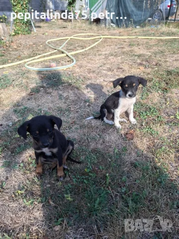 Adopt a puppy.4 кеченца бяха изхвърлени !търсим осиновители, снимка 2 - Изгубени/намерени - 56137494