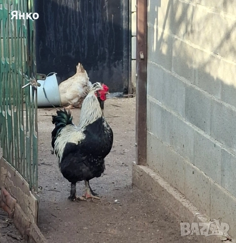 Кокошки,Петли,Ярки,Пилета, снимка 3 - други­ - 52746873