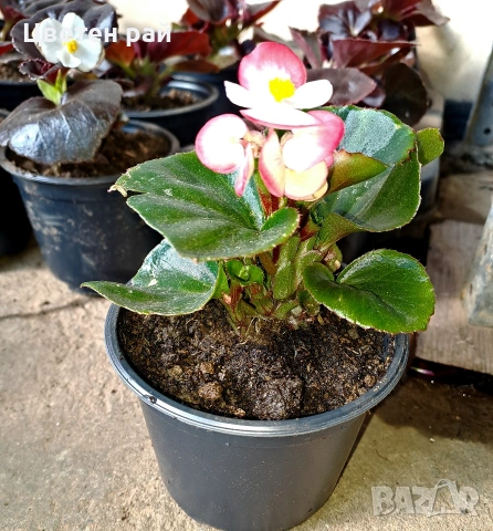 Градинска бегония , снимка 5 - Градински цветя и растения - 54237980