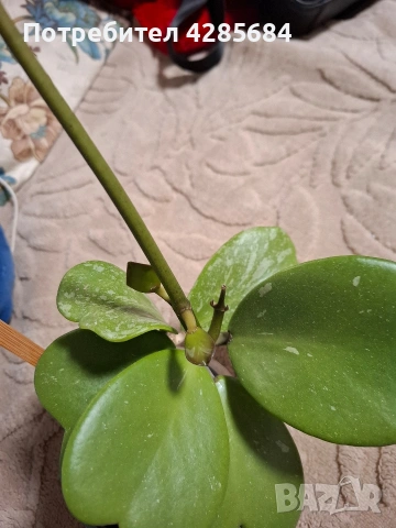 хоя кери сплаш, снимка 12 - Стайни растения - 51453019