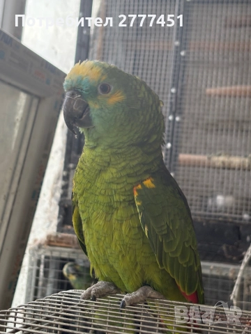 Работеща двойка амазони, снимка 3 - Папагали - 52487558