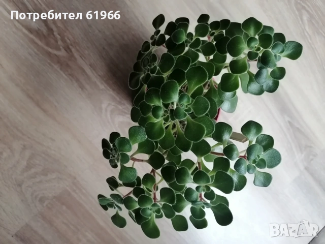 Дървото на парите ! 