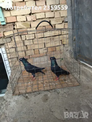 Американски високолетачи 