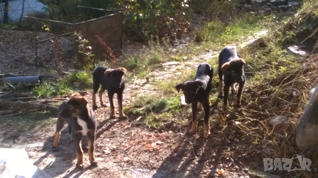 кученца, снимка 5 - Померан - 52187728