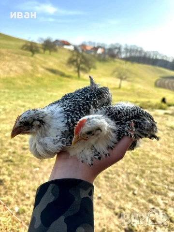 Фризийска кокошка -страхотна носачка 220-250 бр и много,много красива и темпераментна, снимка 2 - други­ - 53359085