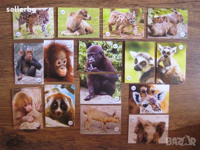 Картинки стикери лепенки Фантастико - Бебета животни, снимка 4 - Колекции - 31985620