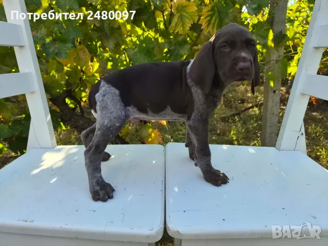 Продавам кученца Курцхаар , снимка 2 - Курцхаар - 56446209