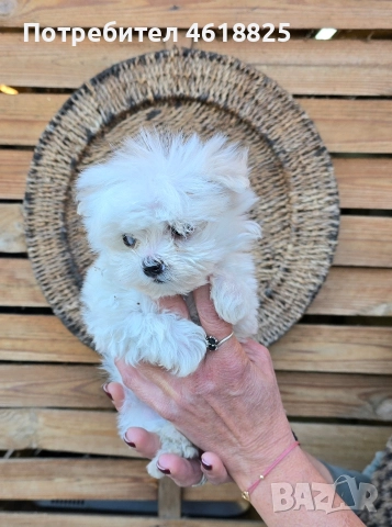 Малтийска болонка супер мини , снимка 2 - Болонка - 52773293