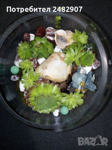 Сукуленти в стъкло, снимка 6 - Изкуствени цветя - 37678106