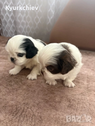 Японски хинчета, снимка 4 - Други - 52230214