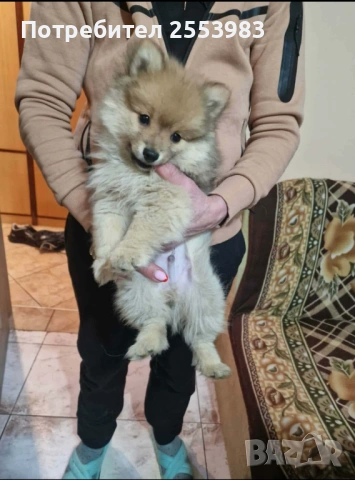 Продава се, снимка 2 - Померан - 53303718