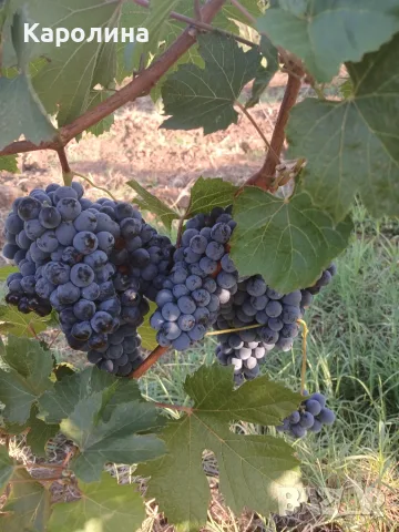 Продавам грозде винено сорт Мерло.за вино и ракия.Село Брестовица област Пловдив