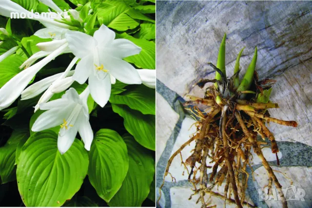 Хоста plantaginea , снимка 1