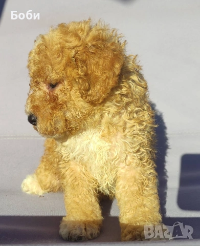 пудел / мини пудел, снимка 7 - Пудели - 54104820