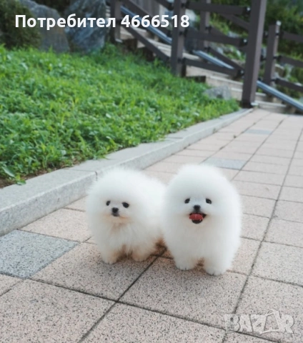 Изключителен мини померан