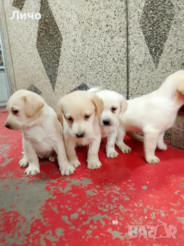 продавам лабрадори , снимка 7 - Лабрадор ретривър - 52606304