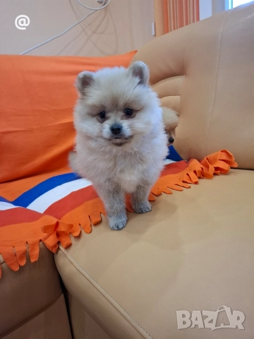 Померан померанчета Гр. София, снимка 11 - Померан - 52597069