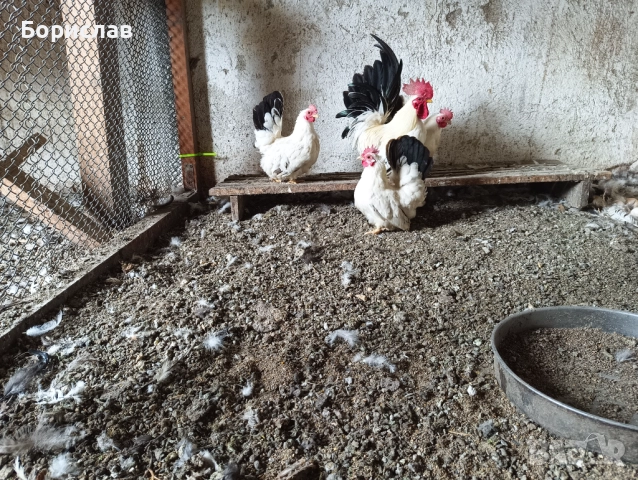 Елитни птици порода ШАБО чифтове.