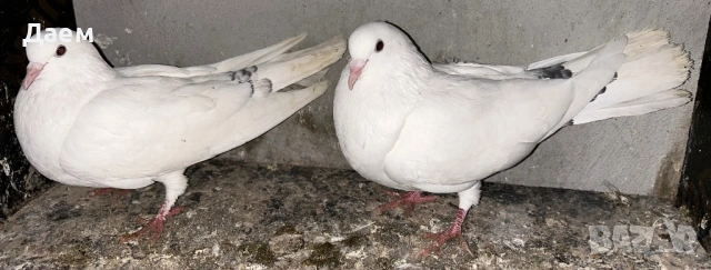 Поморийски Ролер Силни на въртене, снимка 9 - Гълъби - 54296900