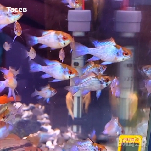 Рамирези електрик блу, снимка 1