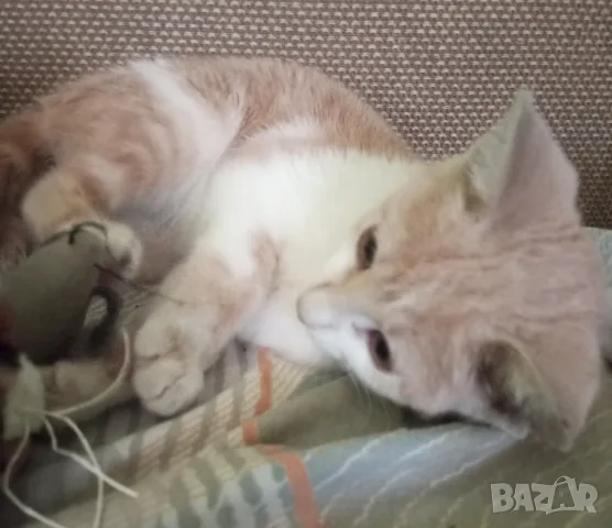 Подарява се котенце, снимка 3 - Други - 55786281