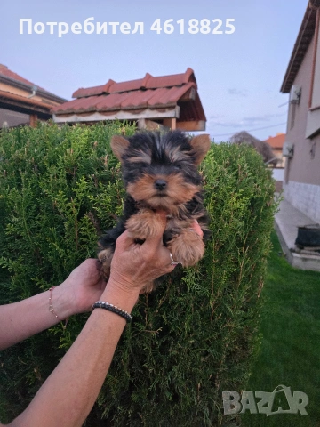Мини йоркширски териери 