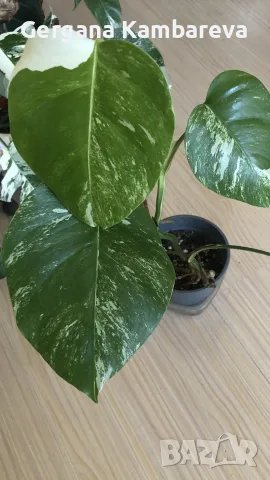 Monstera deliciosa Albo Variegata 