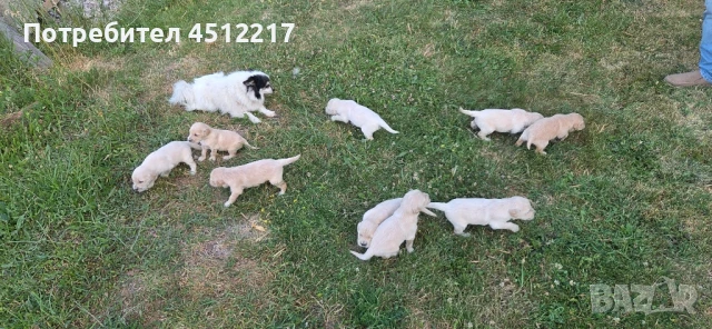 Продавам голдън ретривърчета , снимка 1