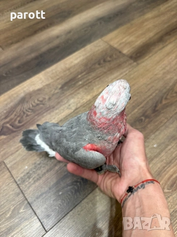 Ръчно хранено Розово Какаду, снимка 3 - Папагали - 53982160