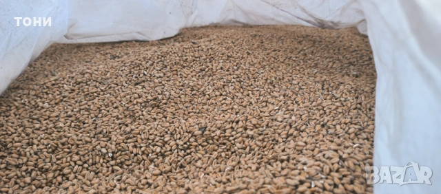 Ечемик пшеница, снимка 5 - За селскостопански - 53160184