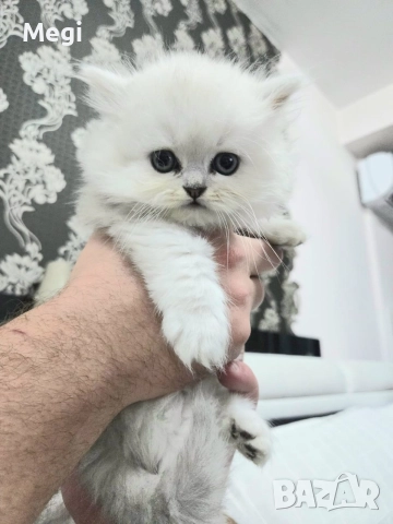 Персийска сребърна чинчила котенца , снимка 12 - Персийска - 52777035
