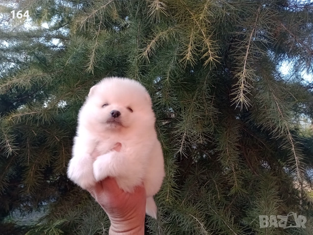 Бели и кремави мъжки кученца Шпиц. 