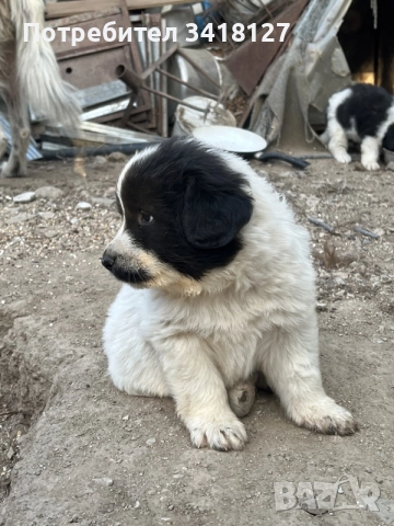 Българско овчарско куче117, снимка 4 - Каракачанска овчарка - 56300749