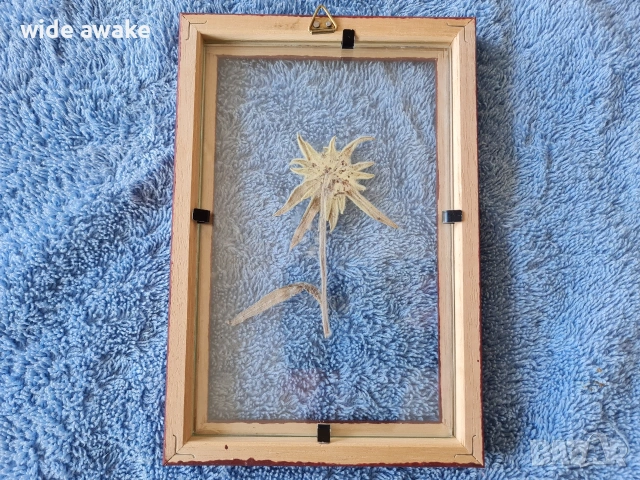 Еделвайс в рамка, снимка 4 - Други ценни предмети - 54091034