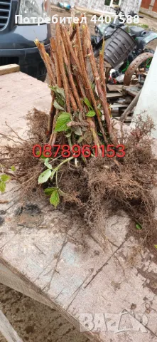 Целогодишни ягоди , снимка 14 - Разсади - 49982377