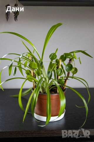 🌿 Китайска паричка (Pilea peperomioides) + Хлорофитум (Chlorophytum comosum) в едно 🌿, снимка 13 - Стайни растения - 52061152