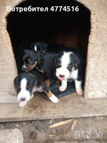 Подарявам пет малки кученца, снимка 3 - Други - 53939684