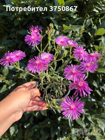 Delosperma cooperi – Делосперма Купера