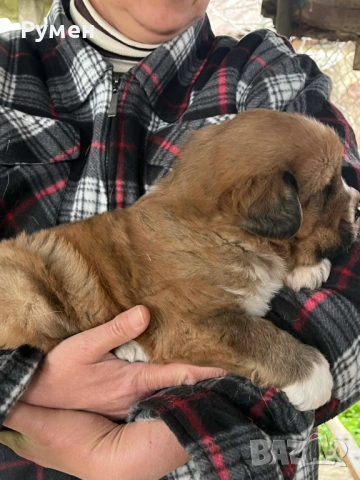 Лъвче за двор, снимка 2 - Санбернари - 54046104