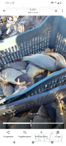  Шаран бяла риба и сом целогодишно!