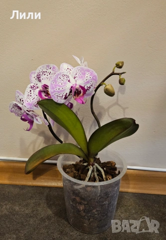 Орхидея фаленопсис Euphorion