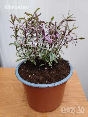 Хебе „Розова Принцеса“ , снимка 7 - Градински цветя и растения - 53878378