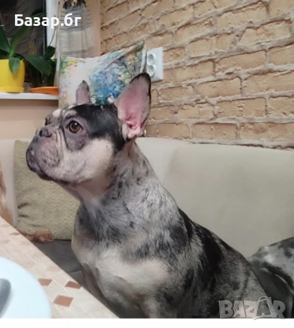 Френски булдог  черно Меркел с тан, снимка 3 - Френски булдог - 51307995