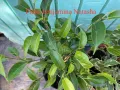 Фикуси различни видове, декоративни растения , снимка 5