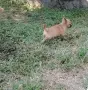 мъжко мини чихуахуа , снимка 6