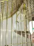 Продавам Канари 6 бр и 4 бр клетки с всички аксесоари!, снимка 8